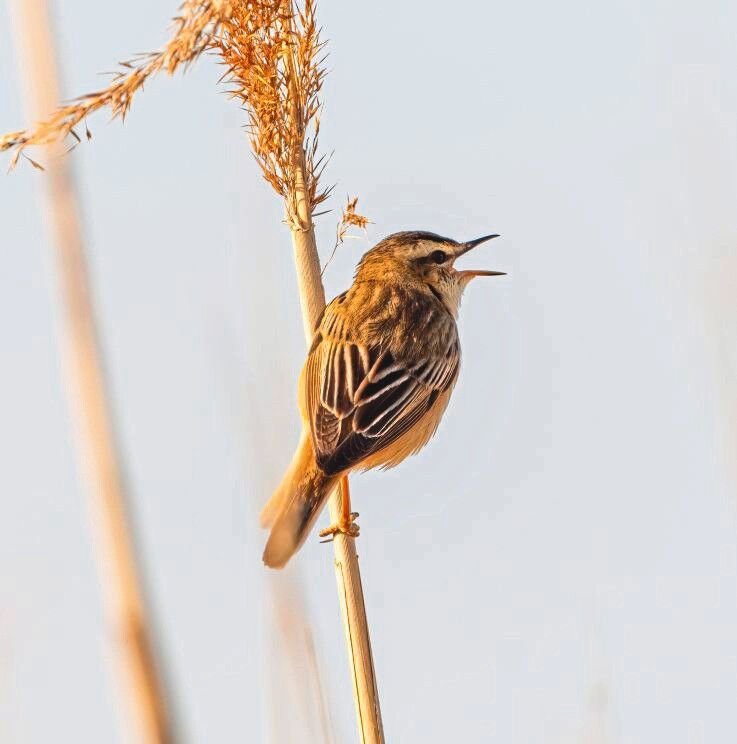 AdobeStock_504411598.jpg