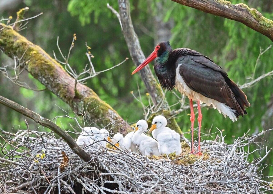 Black_stork_with_babies_in_the_nest._Wildlife_scene_from_nature._Bird_Black_Stork_with_red_bill,_Ciconia_nigra,_sitting_