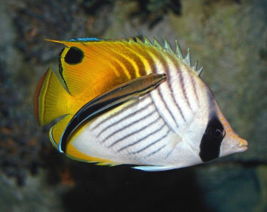 Wie ein Fisch im Wasser