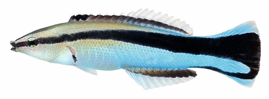 Cleaner_Wrasse_fish_isolated_in_white_background._Labroides_Dimidiatus