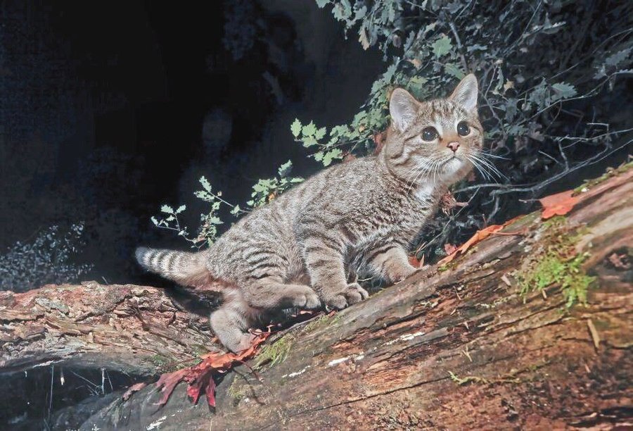 05_HR_Wildkatze_HW.jpg