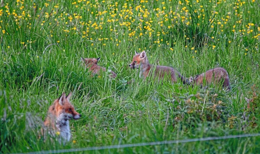 Fuchs,_Immenhausen_Hochsitz