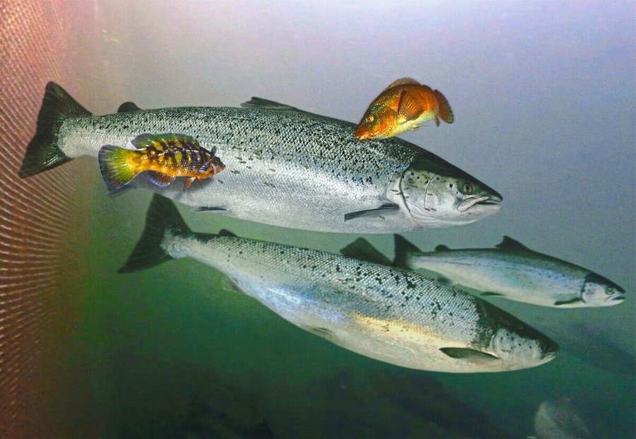 Gefleckter_Lippfisch,_Labrus_bergylta,_frisst_Lachsläuse,_Lepeophtheirus_salmonis,_am_Atlantischen_Lachs,_Salmo_salar,_L
