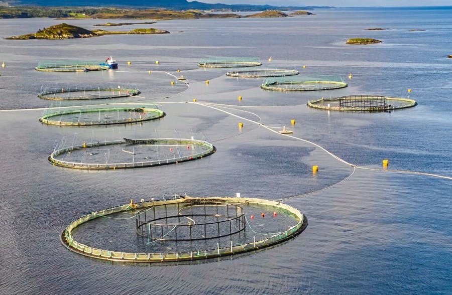 Salmon_fish_farm_aquaculture_blue_water._Aerial_top_view.