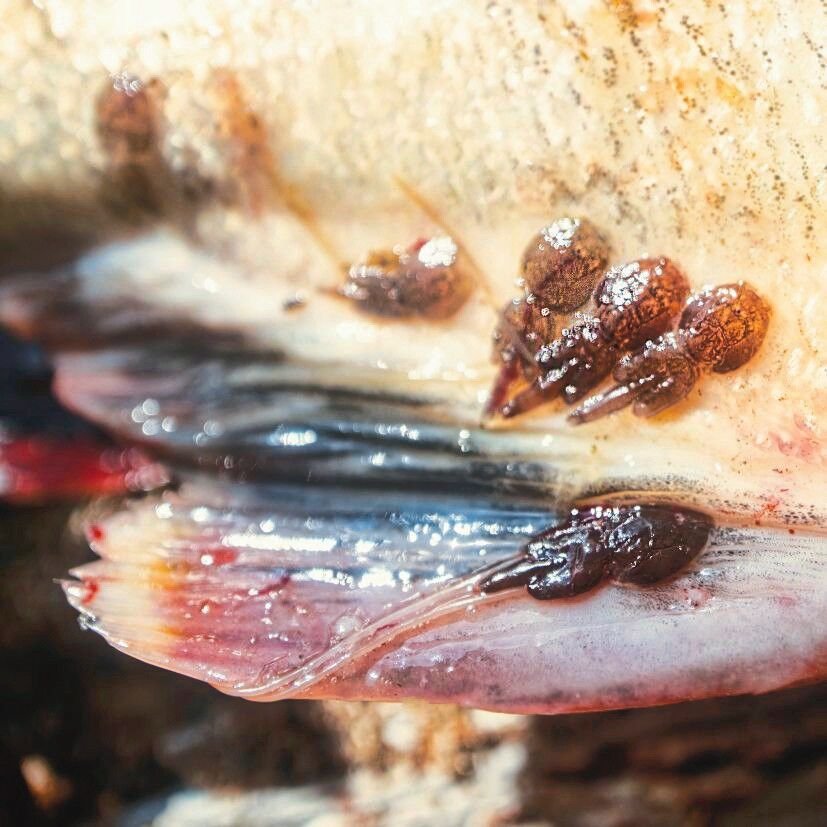 Sea_lice_(Lepeophtheirus_salmonis)_attracted_by_salmon_secretions_near_anal_fin_-_feed_on_mucus,_epidermal_tissue,_and_b