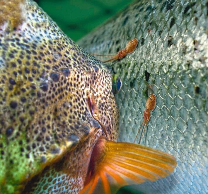Seehase_(Cyclopterus_lumpus)_frisst_Lachslaus_(Lepeophtheirus_salmonis),_ektoparistisch_auf_Atlantischer_Lachs_(Salmo_sa