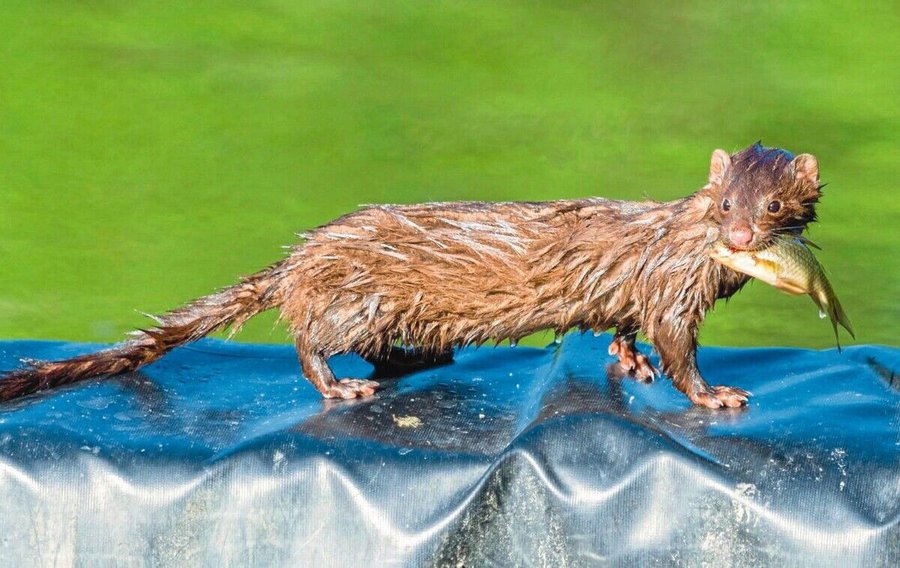 American_mink,_Neogale_Vison,_catching_fish_from_a_pond_in_Toronto,_Canada