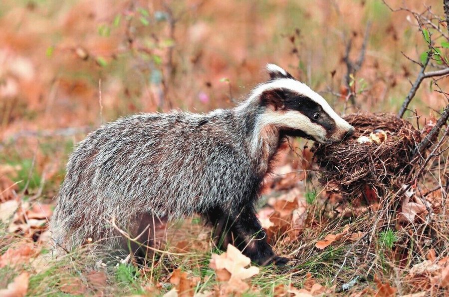 Badger_near_forest,_animal_nature_habitat,_Germany,_Europe._Wildlife_scene._Wild_Badger,_Meles_meles,_eat_eggs_from_nest