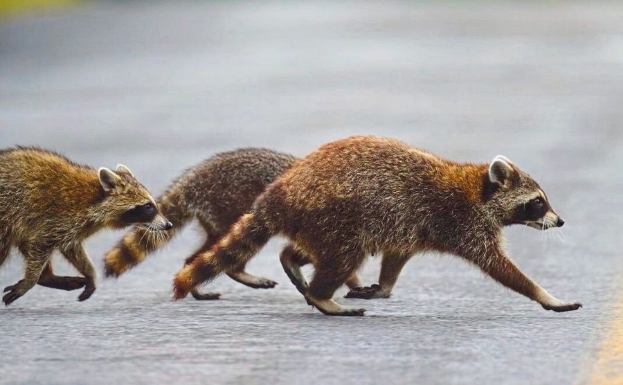 A_closeup_of_three_raccoons_crossing_a_road