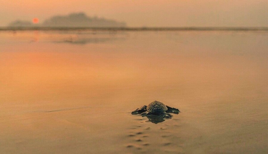 Olive_Ridley_sea_turtles,_turtle_hatchlings,_freshly_hatched,_sea_turtle_sanctuary,_conservation_program,_nesting_ground