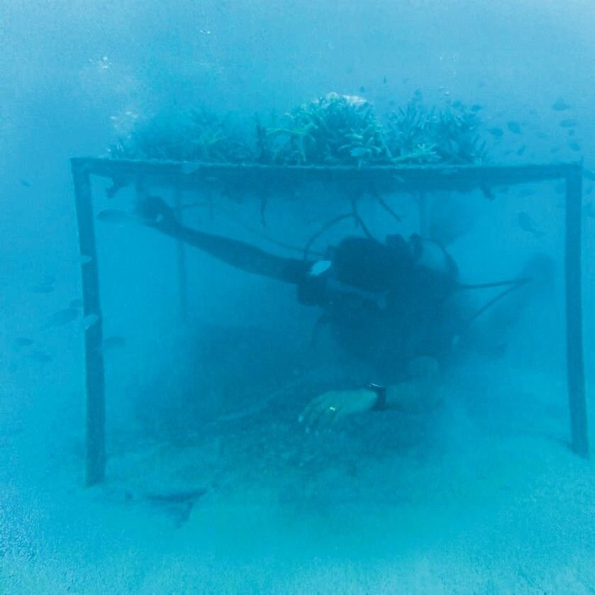 Staghorn_coral_grows_on_an_artificial_coral_table_designed_by_Sajan_Pulinchery_at_a_restoration_site_in_Havelock_Island_
