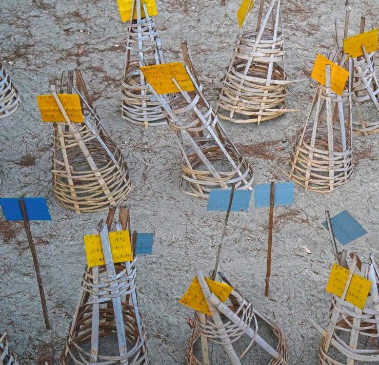 Protective_bamboo_cages_mark_and_shield_Olive_Ridley_sea_turtle_nests_at_a_hatchery_in_the_Nicobar_Islands,_India,_2019.