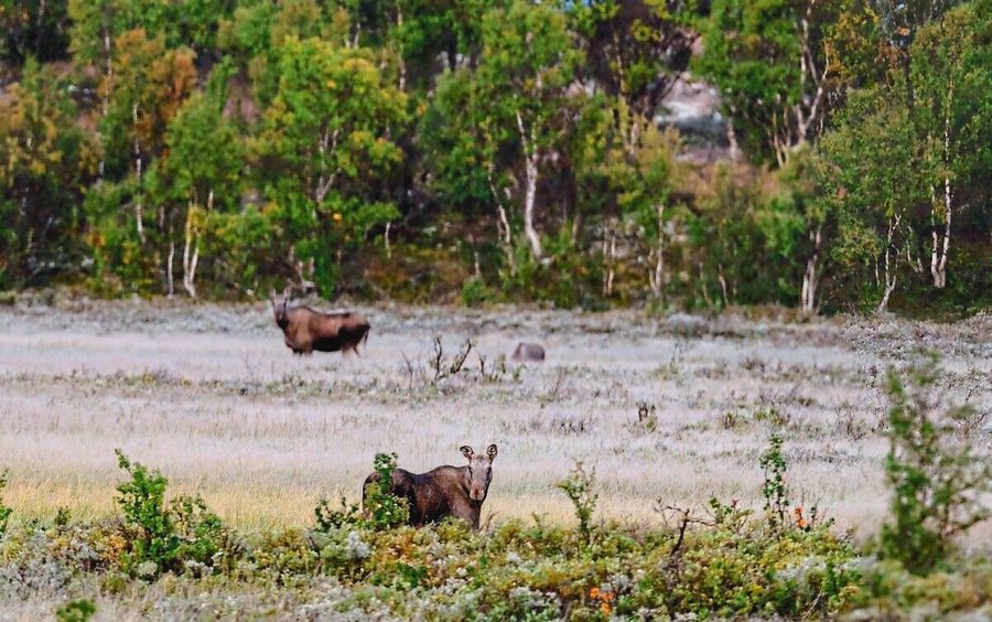 2JDTDGW_Elks_at_Fokstumyra_(Dovre,_Oppland,_Norway)_one_early_morning_in_September).