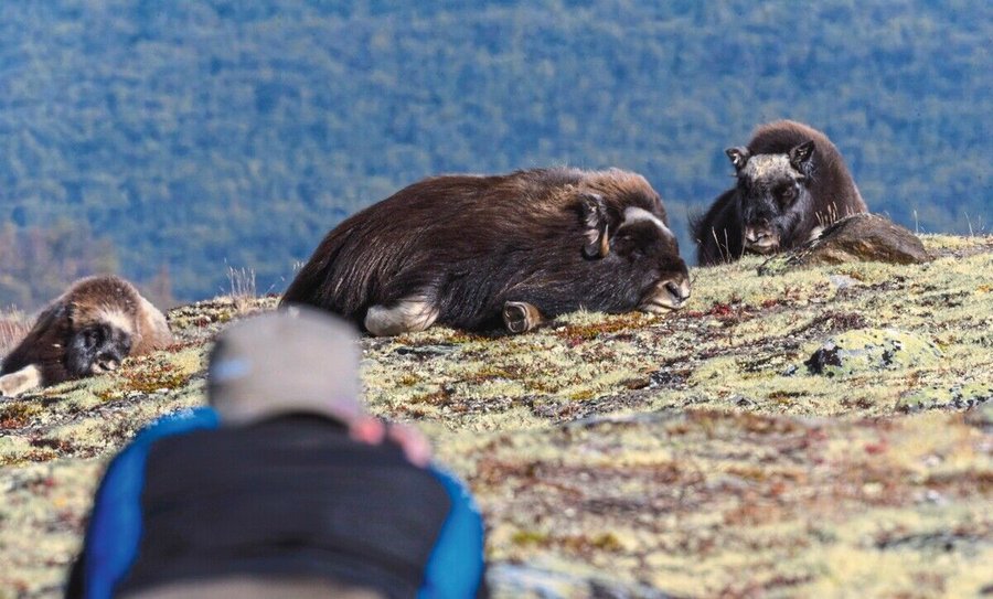 Musk_ox,_Dovre_mountain_in_Norway_2016