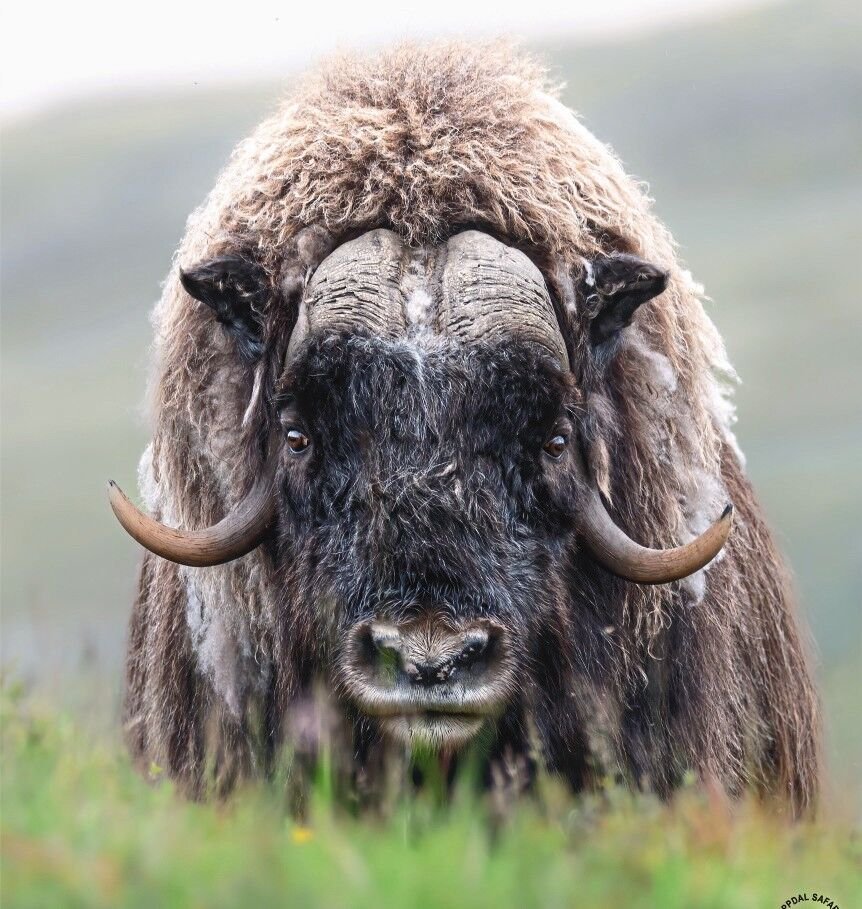 02_HR_Erlend_Ekeland_Oppdal_Safari.jpg