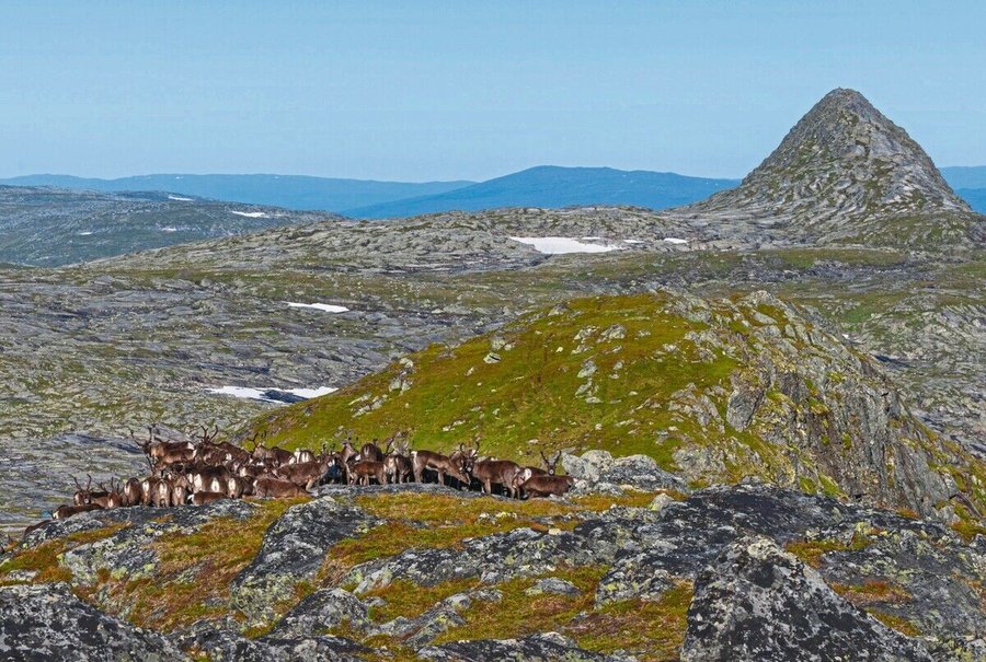 08_lr_Reindeer_c_explore_trondelag.jpg