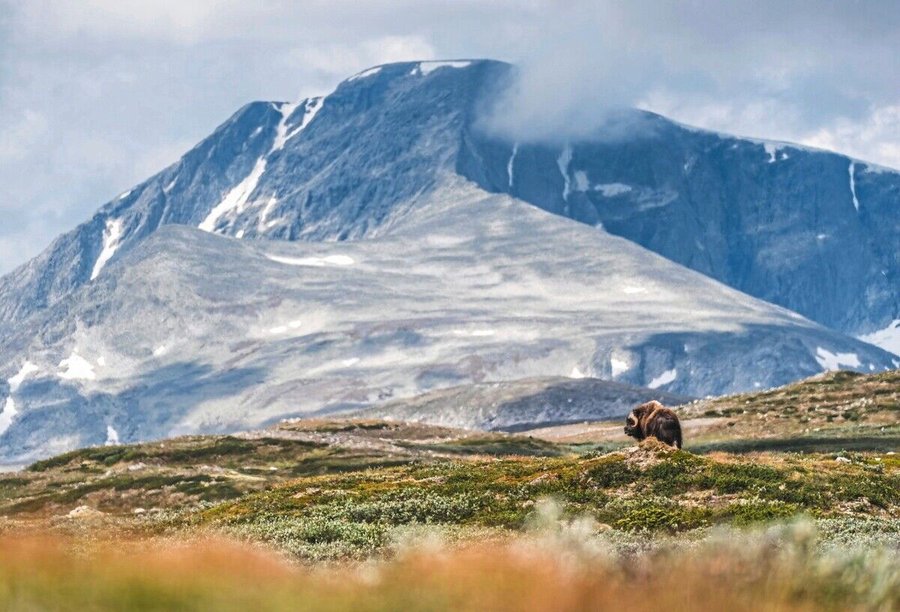 Safari ins Hochgebirge