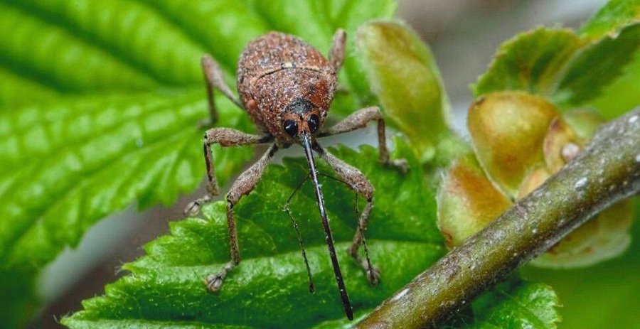Hazelnut_weevil_(Curculio_nucum)_on_the_leaves_of_hazelnut