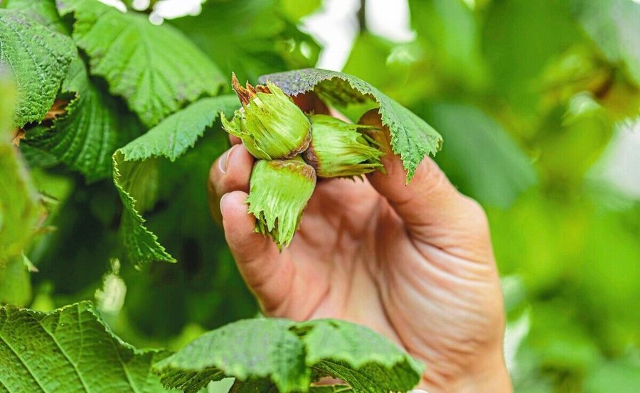 Close-up_of_male_farmer_hands_plucks_collects_ripe_hazelnuts_from_a_deciduous_hazel_tree_bunch_in_garden._Growing_raw_nu