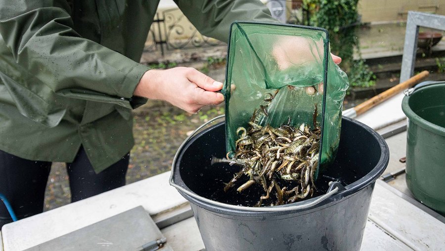Lachse im Rhein: Wiederansiedlung macht Fortschritte