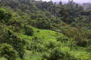 regenerierter REgenwald