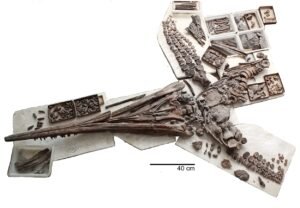 Fossilteile