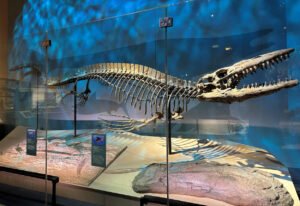 Skelett des Tylosaurus rex