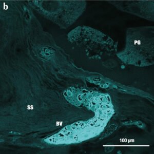 Biofluoreszenz